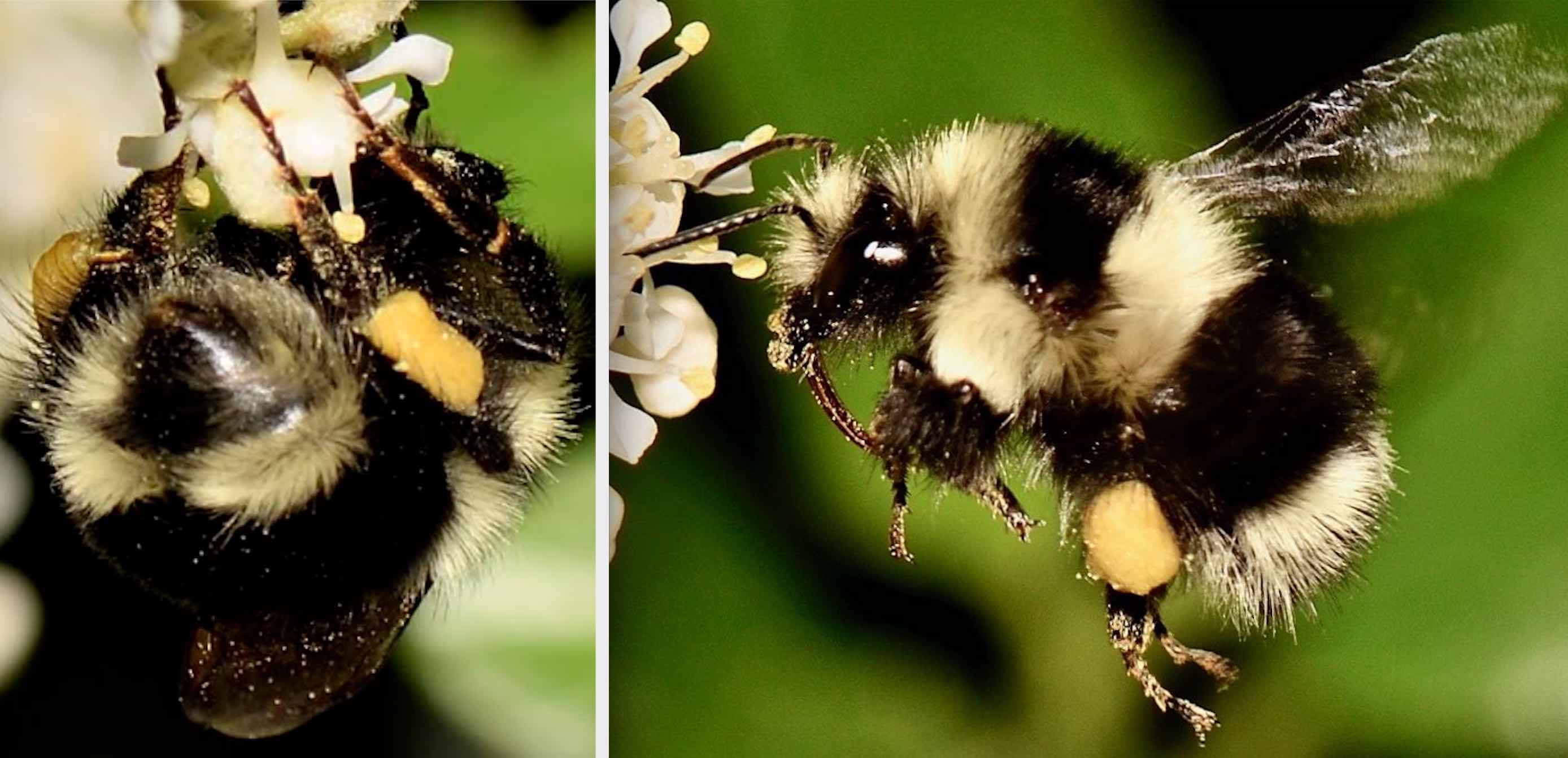 Black-tailed bumble bee (Bombus melanopygus)